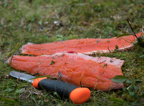 Close up of raw red trout fish fillet, freshly caught arctic char lying on grass ground with knife. Selective focus.