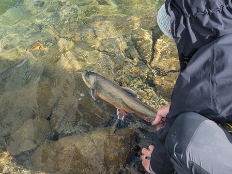 Fisherman releasing his trophy to the clear artic lake. Man figure holding tale of big Arctic char or charr, Salvelinus alpinus Catch and release principle.