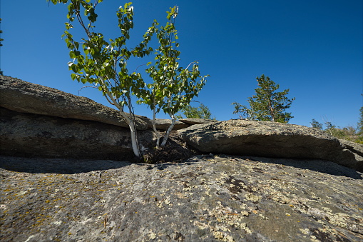 Russia. Altai Territory. A lonely little birch tree, hooked by its roots in a small crack, grows right on a rocky outcrop on the shore of Lake Kolyvan.