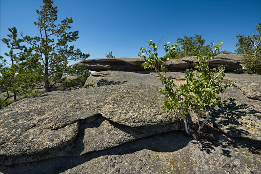 Russia. Altai Territory. A lonely little birch tree, hooked by its roots in a small crack, grows right on a rocky outcrop on the shore of Lake Kolyvan.