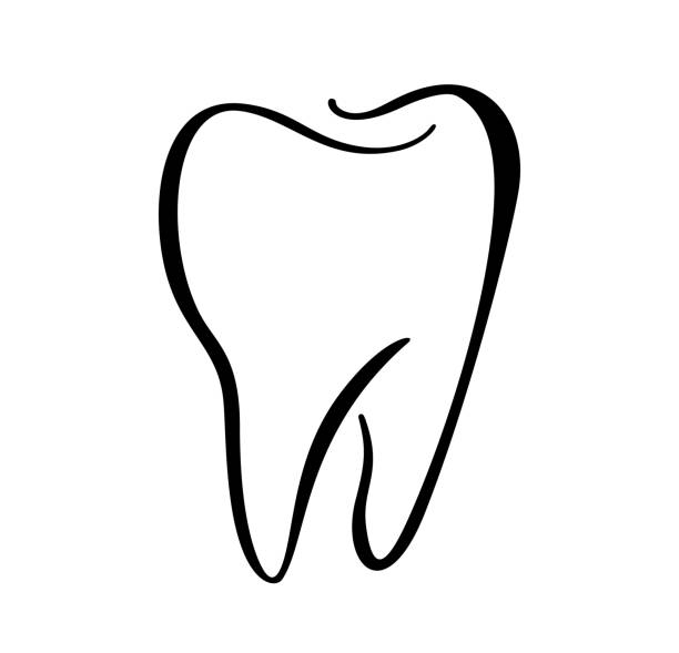 Tooth logo icon for dentist or stomatology dental care design template. Vector isolated black line contour tooth symbol for dentistry clinic or medical center and toothpaste package Tooth logo icon for dentist or stomatology dental care design template. Vector isolated black line contour tooth symbol for dentistry clinic or medical center and toothpaste package. teeth clipart stock illustrations