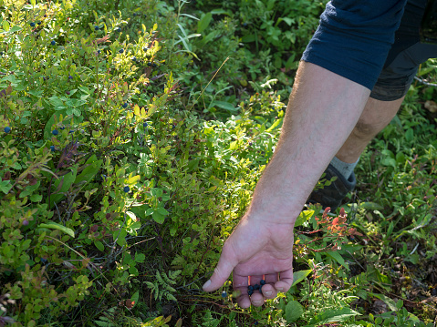 A male hand picking up wild blueberries on a bush in a wild swedish forest in sunlight.
