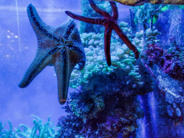 istock two starfish in the water 1419941057