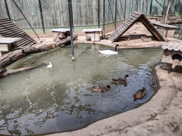 istock Black-necked swan and orther ducks at the zoo 1419941678