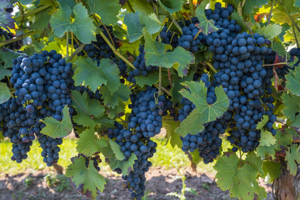 istock Juicy fresh ripe blue grapes on the vine 1419941752