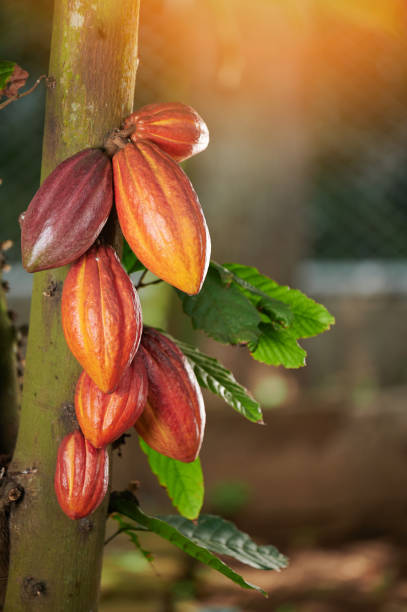 istock Group of ready to ripe cocoa pods 1419942342