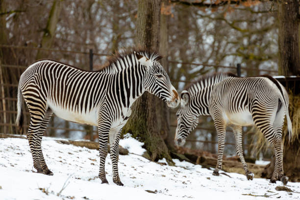 istock zebras in winter in ZOO, Czech Republic 1419944023