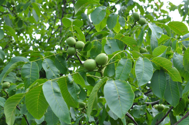 istock On a tree branch is a walnut that ripens with a green shell 1419944171