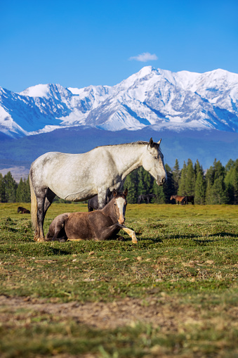 horses on the grassland, very beautiful