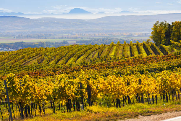 istock autumn vineyard near Langenlois, Lower Austria, Austria 1419945992