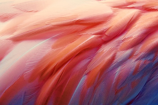Close-up of Flamingo