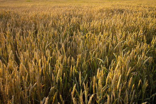 A green young wheat field in Santa Fe, Argentina