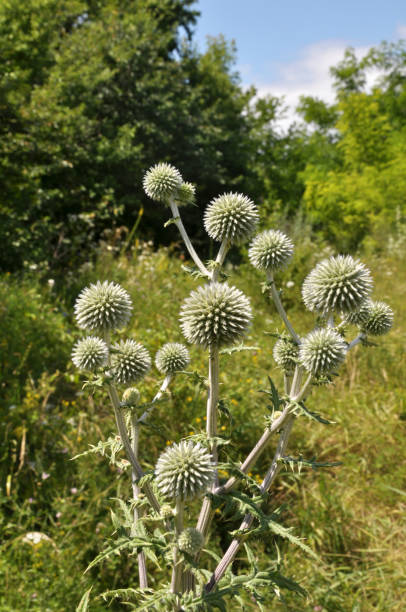 istock Echinops sphaerocephalus blooms in nature 1419947448