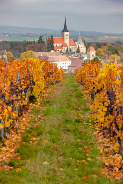 istock Vineyard in autumn near Pulkau, Lower Austria, Austria 1419948179