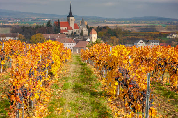 istock Vineyard in autumn near Pulkau, Lower Austria, Austria 1419948314
