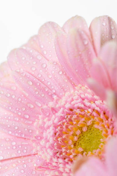 Still life of flowers on white background