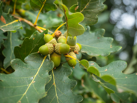 Growing brown acorns on an oak branch. Seeds, fruits, nuts of a forest tree. Autumn. Oak acorn