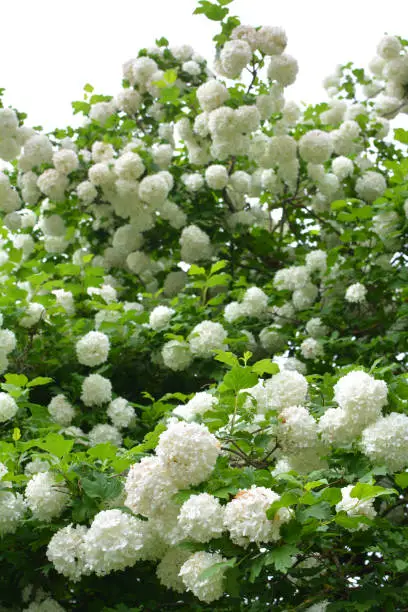 The flowers of the ornamental bush viburnum opulus bloom white in nature