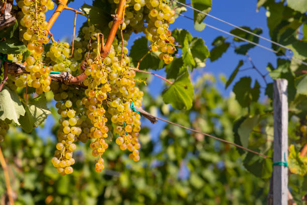 Grapes Harslevelu in Tokaj region, Unesco site, Great Plain, Hungary stock photo
