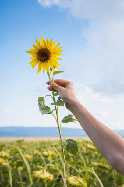 istock Blooming sunflower in hand 1419960404