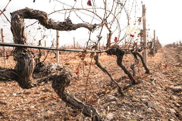 istock Vineyard in late autumn 1419960527