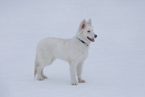 White swiss shepherd dog puppy is standing on a white snow in the winter park and looking away. Pet animals. Purebred dog.