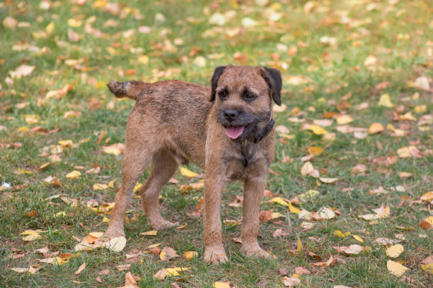Border terrier puppy is standing on a green grass in the autumn park. Pet animals. Border terrier puppy is standing on a green grass in the autumn park. Pet animals. Purebred dog. border terrier stock pictures, royalty-free photos & images