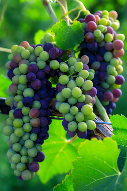 istock Veraison Syrah Shiraz Grape Vineyard 1419966378