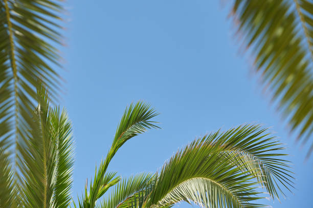 istock Palm branches on blue sky background, vacation concept 1419967662