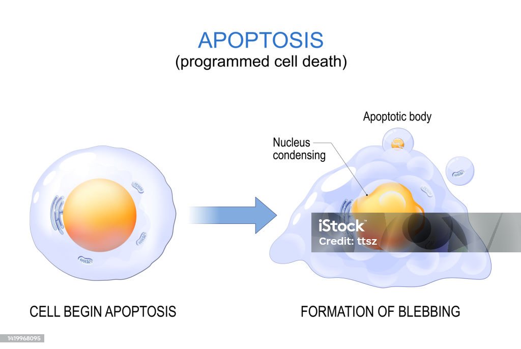 Apoptose. programmierter Zelltod. - Lizenzfrei Zelle Vektorgrafik Apoptose. programmierter Zelltod. - Lizenzfrei Zelle Vektorgrafik