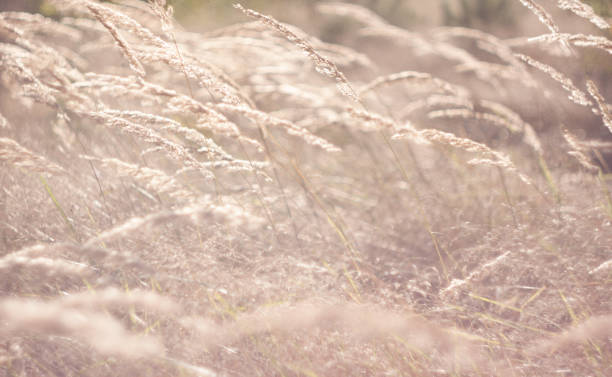 istock Distorted bokeh dry grass natural background. Autumn Meadow in defocus 1419970013