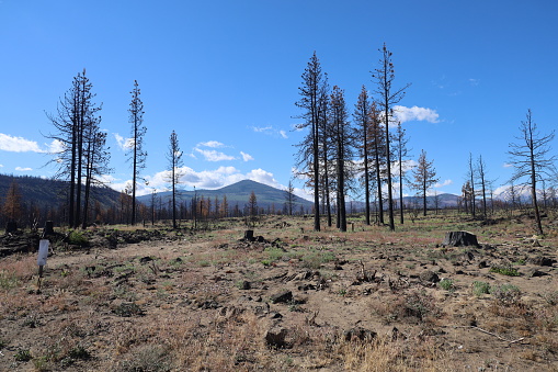 Photo of  burnt forest after fire in Lassen national forest CaliforniaLassen national forest California, Photo showing forest after fire