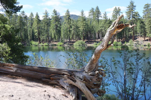 Lassen national forest California