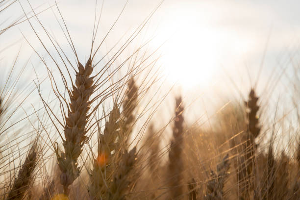 istock ears of rye at sunset 1419973415