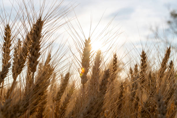 istock ears of rye at sunset 1419973424