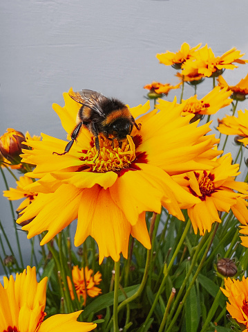 Bumble bee on a bright yellow flower. A grey blue wooden background is behind the potted plant and insect.