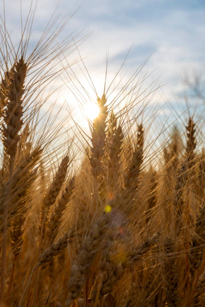 istock ears of rye at sunset 1419973533