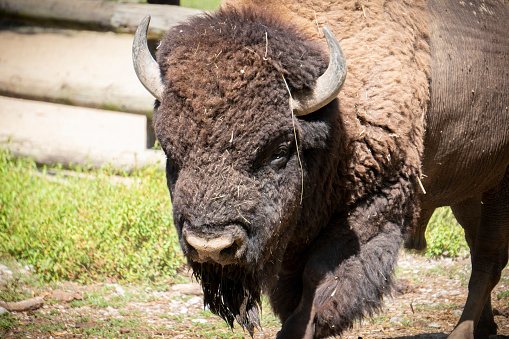Subject: An American bison grazing in the grassland