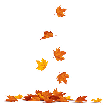 Autumn leaves falling, on white background.