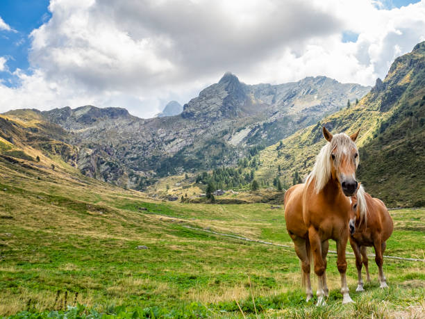 Horses in Valvarrone valley on the Italian alps