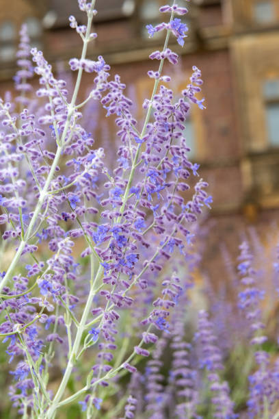 istock Russian sage (salvia yangii) flowers 1419975511