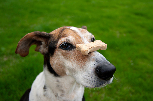 Older beagle mix balancing dog bone on nose, concept for patience