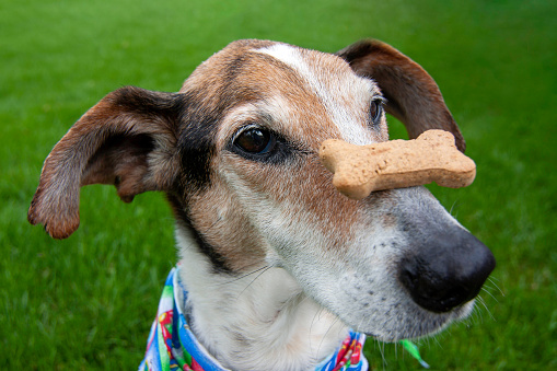 Older beagle mix balancing dog bone on nose, concept for patience