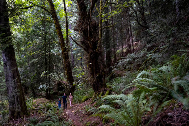 A mixed race senior couple explore the Pacific Northwest together on a day hiking trip. She is walking along a fallen log and he is holding her hand as he walks next to her on the ground. The shot is from behind.