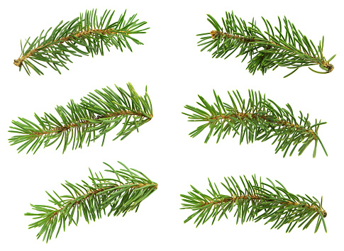 Festive new year Christmas banner . Fir branches isolated . Evergreen tree branch. Green spruce branch as natural evergreen decoration element for banner.