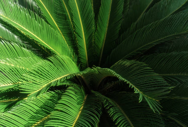 istock Sunlit fresh palm tree leaves background. Natural tropical textured abstract background. 1419983182