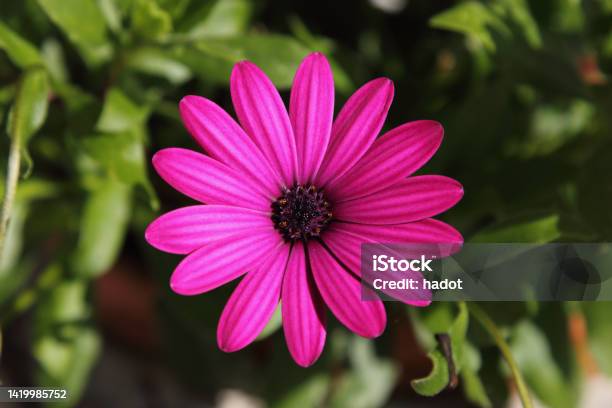 African Daisies Stock Photo - Download Image Now - Osteospermum, Beauty, Beauty In Nature