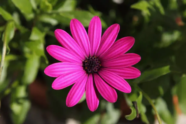 Osteospermum, also known as African daisies, is a genus in the sunflower family (Asteraceae).
