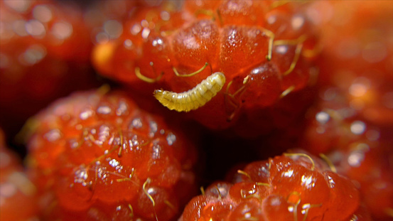 Fruit worm crawls into rotten raspberry, cinematic background, macro view. Close up of Worm on the berries.