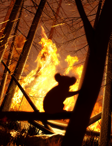 A koala bear watching and escaping a forest fire destroying its natural habitat. Climate change and extreme weather events 3D illustration.